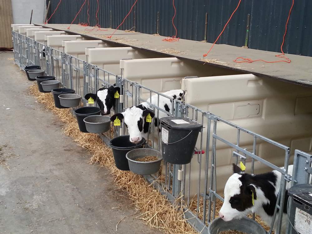 Аренда оборудования для молочного животноводства